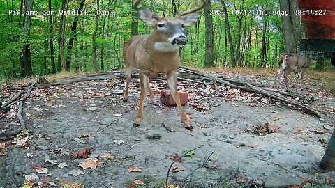 Bucks' Neck Is Thickening For Rut 10/12/23 WL2