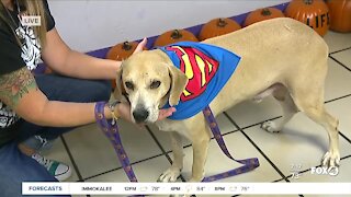 Pet of the Week: Bandit at GCHS