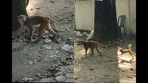 What happened to the monkeys?