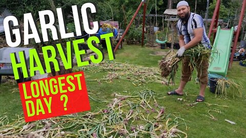 When's The Best Time To Harvest Garlic and How To Store Garlic