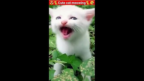 Cat Meowing🌹🐈🐈🌹|Cat Sound| Cute Cat Videos Part No 08