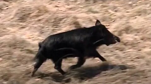 Michael Skupin vs. a Pig (1 of 2) Survivor: Australian Outback | S0204: The Killing Fields