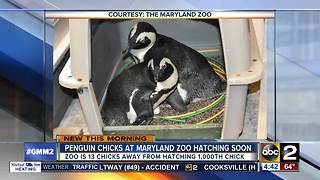 Maryland Zoo expecting new chick after spotting egg under penguin