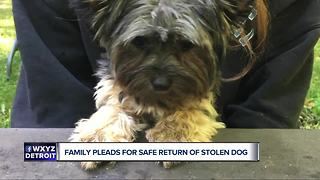 Family puppy stolen near LCA