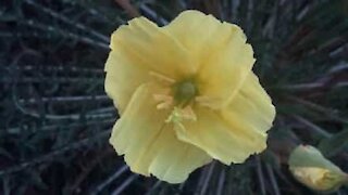 Mesmerizing flower blooming caught on camera