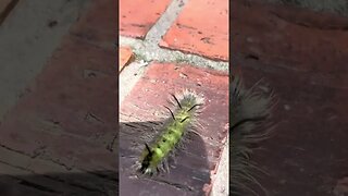 A hairy tufted yellow caterpillar - acronicta americana. A cool caterpillar found on my doorstep. ￼