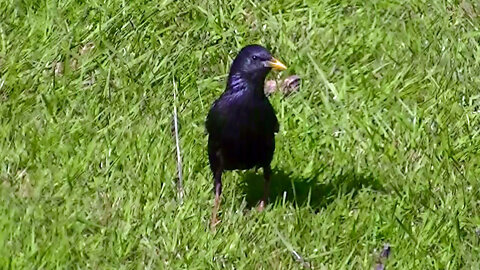 IECV NV #567 - 👀 European Starling Grabbing Some Bread From The Backyard 5-12-2018