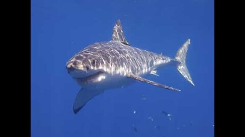Kæmpe hvid haj skræmmer fiskere i Australien