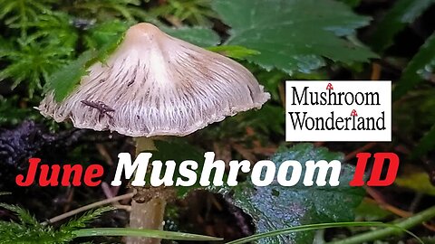 June Mushroom Identification in a Beautiful Forest