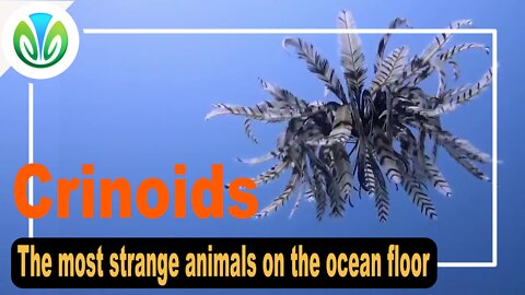 The "hypnotic" beauty of Crinoids - Sea Lilies | Nature VN