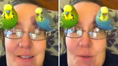 Two parrots landing on top of their owner's glasses