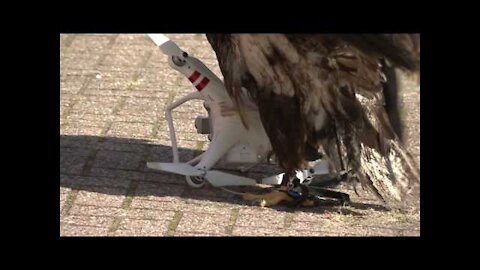 Eagles vs Drones!