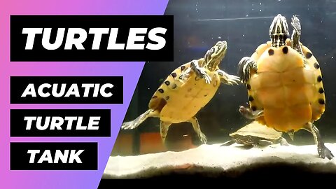 Aquatic Turtle Tank 🔴 Acuario Para Tortugas - Exotic And Aquatic Turtles - Tortugas De Agua Fría