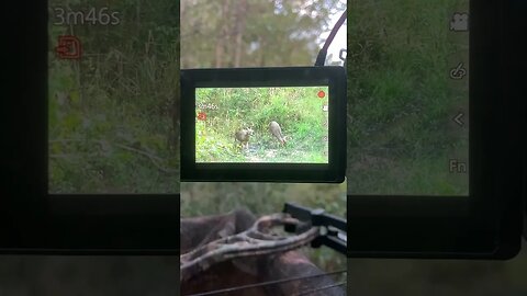 Watching a couple of Nice Young Bucks! #deerhunting #deerseason2023