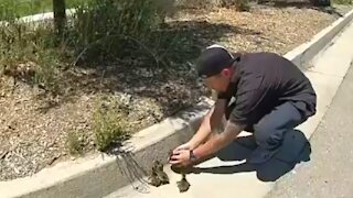 Police help ducklings get safely off the highway