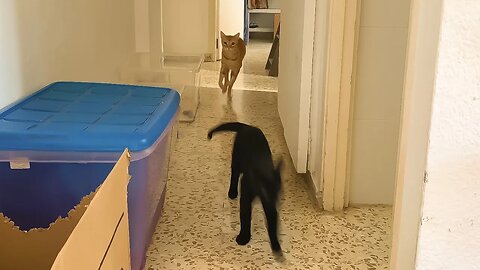 Black Kitty Follows Orange Cat Leads To Great Feline Chase