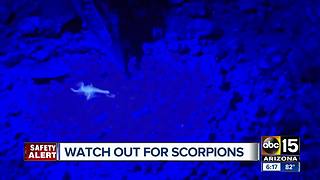 Pest control companies preparing for scorpions in the Valley