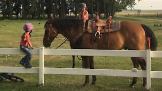 Una bimba e il suo ingegnoso stratagemma per montare un cavallo!