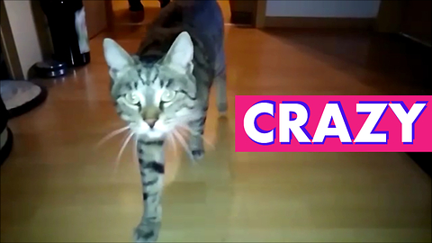 Amazing Crazy Cat Head Wiggle