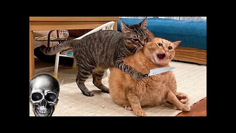 Cat funny video Baby cat video funniest Animal