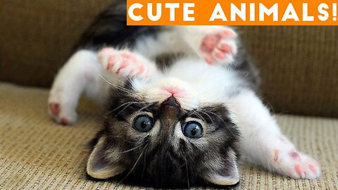 Cute Pets And Funny Animals Compilation Part - 1