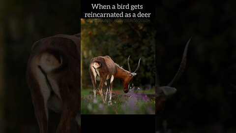 When a bird gets reincarnated as a deer #short #shorts #animals
