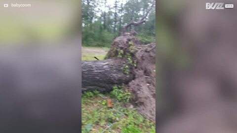 Hurricane Laura nearly kills dogs