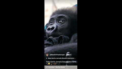"Baby Gorilla Jameela Beautiful Moments 🐾🦋⭐💫🎼🎶