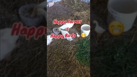 I fed my Duckings with Beetles/bugs2🐞🪿|#farming #food #viral #viralvideo #shorts #short #shortvideo