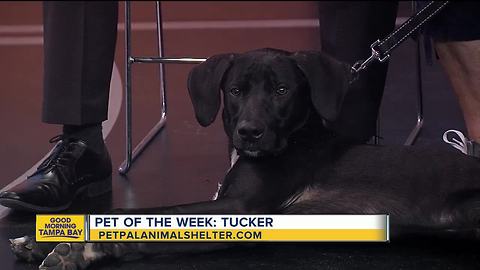 Pet of the week: Tucker is a 9-month-old Labrador Retriever mix who needs a home