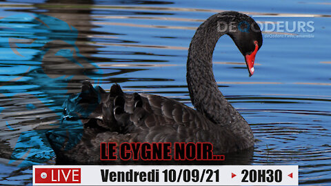 Le Cygne Noir... - 10/09/21