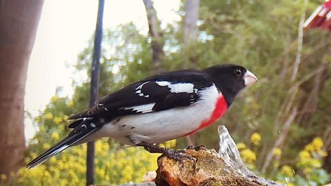 Rose Breasted Grosbeak The Bird With A Big Red Heart ♥️
