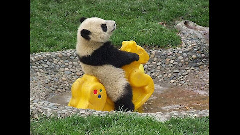 Hermosos bebes panda jugando. Te derrite