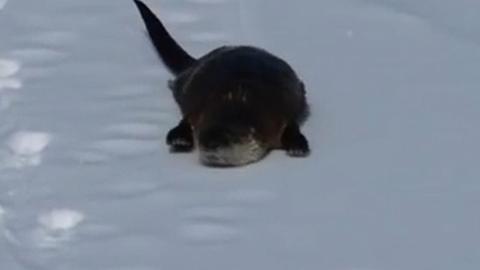 Otters Sliding Around Adorably