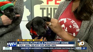 Pet of the Week: Happy & Holidays
