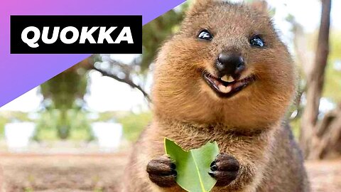 Quokka 🐻 One Of The Cutest And Exotic Animals In The Wild #shorts