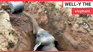 Baby elephant rescued after falling down a well
