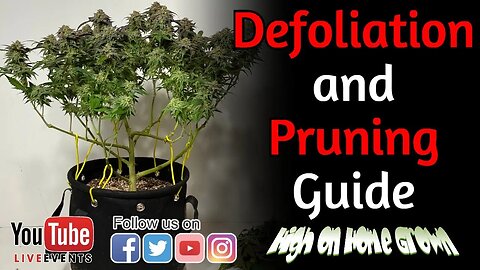 Cannabis News | Defoliation and Pruning Guide | @HighonHomeGrown Episode 145