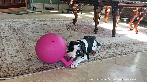 Talkative Puppy Steals Great Dane's Jolly Ball