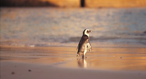 a penguin walking