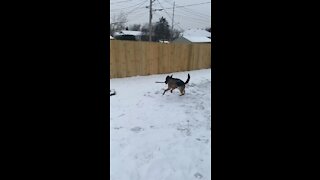 Dog runs with a stick in the snow