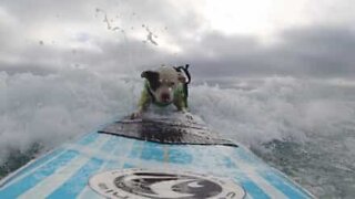 Surfer dog trains for the '100 Wave Challenge'