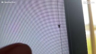 Cette araignée est "entrée" dans une télévision