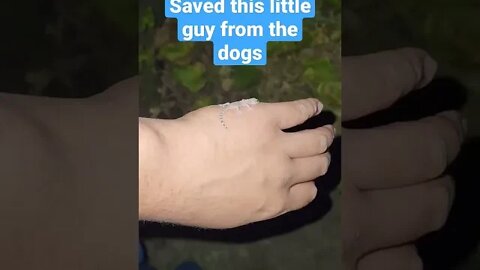 🦎Saved a baby Gecko from the dogs🦎
