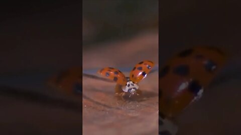 WOW! Slow-motion take off of a ladybug 🐞 #nature