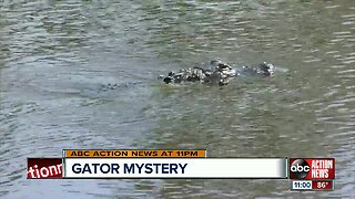 Polk sheriff investigating body found near alligator in Fort Meade canal