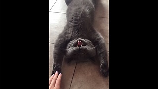 Cat Hilariously Lays On Back For Massage