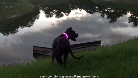 Black Great Dane Models Pink LED Light Up Collar