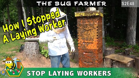 Stop Laying Workers. My solution to stop laying workers in the red hive. The End of Red Dawn.