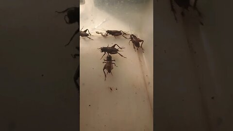 2 CRICKETS FIGHTING (05/27/23)